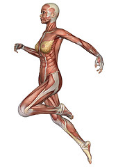 Image showing Female Anatomy Figure