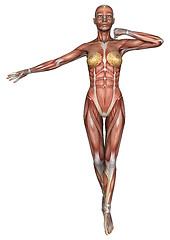 Image showing Female Anatomy Figure