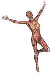 Image showing Female Anatomy Figure