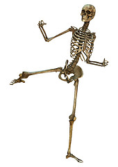 Image showing Human Skeleton