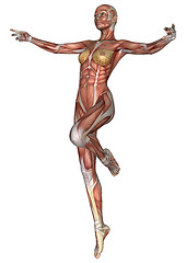 Image showing Female Anatomy Figure