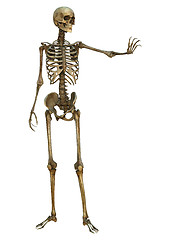 Image showing Human Skeleton