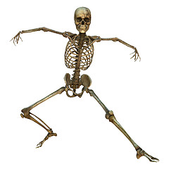 Image showing Human Skeleton