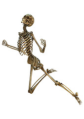 Image showing Human Skeleton