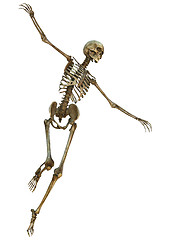 Image showing Human Skeleton