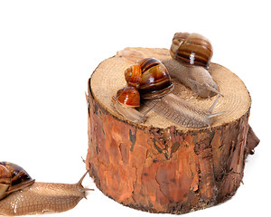 Image showing Snails on pine-tree stump