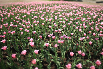 Image showing Infinite field of pink tulips