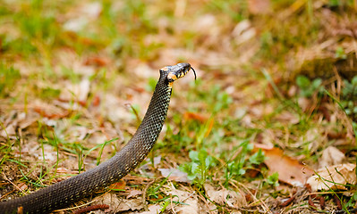 Image showing Grass-snake, adder in early spring