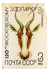 Image showing Postal stamp printed in USSR shows a Gazelle