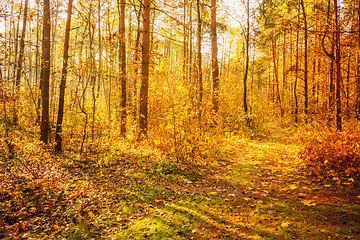 Image showing Colorful Autumn Trees In Forest