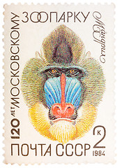 Image showing Postal stamp printed in USSR shows a Mandrill, series 120 annive