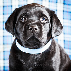 Image showing Beautiful Black Labrador Puppy Dog