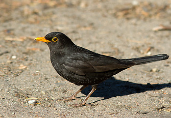 Image showing Blackbird