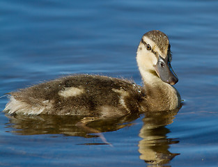 Image showing Duckling