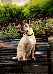 Image showing Sharpei dog sitting on bench.