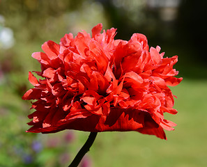 Image showing Red peony poppy 