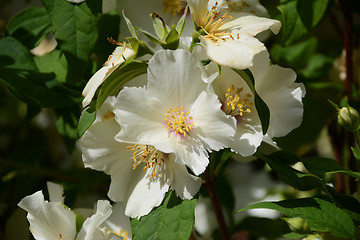 Image showing White Mock Orange flowers
