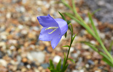 Image showing Blue campanula flower head