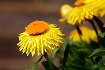 Image showing Yellow paper daisy flowers