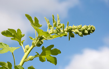 Image showing Hollyhock flower stem against the sky