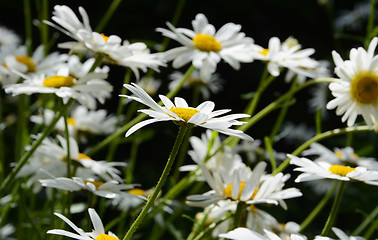 Image showing Sea of daisy flowers