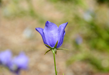 Image showing Blue campanula flower