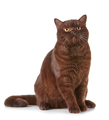 Image showing brown british short hair cat