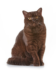 Image showing brown british short hair cat