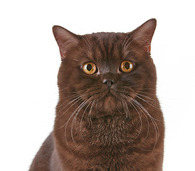 Image showing brown british short hair cat