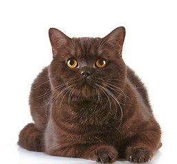 Image showing brown british short hair cat