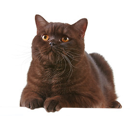 Image showing brown british short hair cat