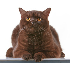 Image showing brown british short hair cat