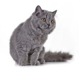 Image showing Gray british long hair kitten