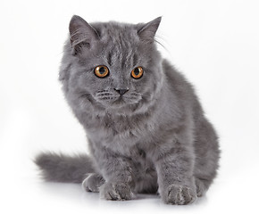 Image showing Gray british long hair kitten