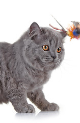 Image showing Gray british long hair kitten