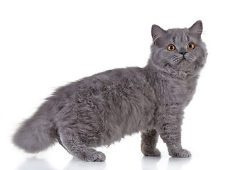 Image showing Gray british long hair kitten