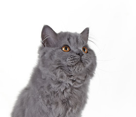 Image showing Gray british long hair kitten