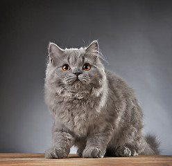 Image showing Portrait of british longhair kitten