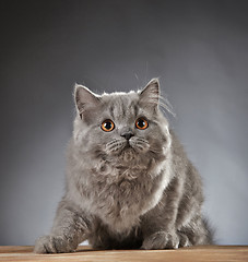 Image showing Portrait of british longhair kitten