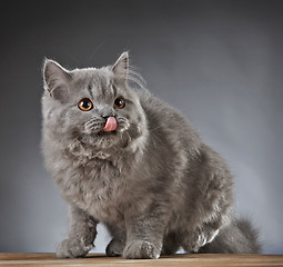 Image showing Portrait of british longhair kitten