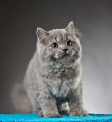 Image showing Portrait of british longhair kitten