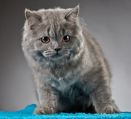 Image showing Portrait of british longhair kitten