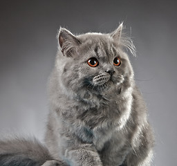 Image showing Portrait of british longhair kitten