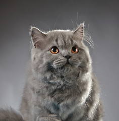 Image showing Portrait of british longhair kitten