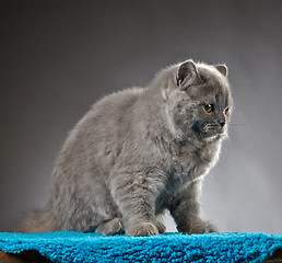 Image showing Portrait of british longhair kitten