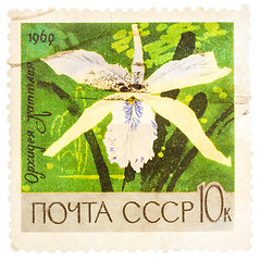 Image showing Stamp printed in USSR (Russia) shows white orchid with the inscr