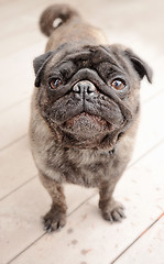 Image showing Pug standing outside on a patio