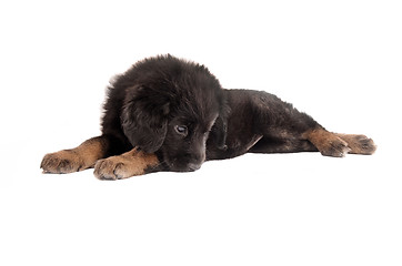 Image showing Sad fluffy puppy