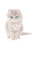 Image showing Sad grey kitten