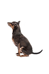 Image showing Chihuahua dog sitting on white